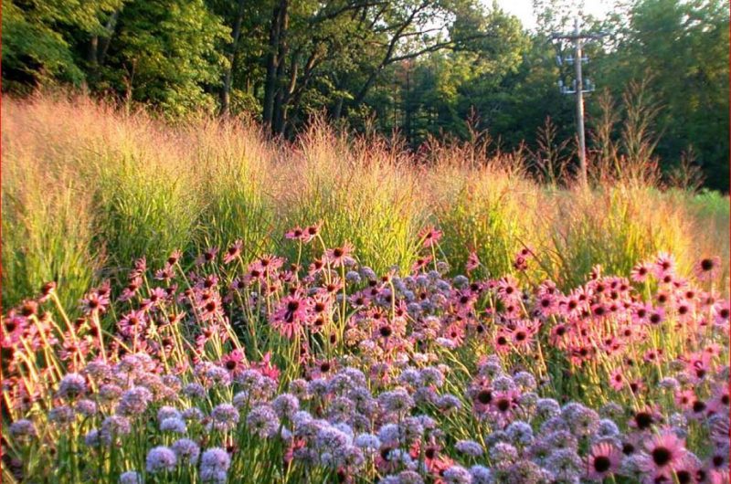 Settembre in giardino